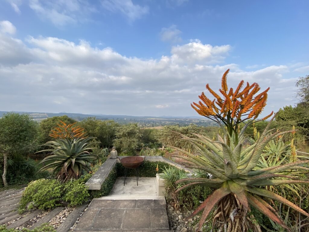 Marlothi aloe in bloom at Moxie Manor