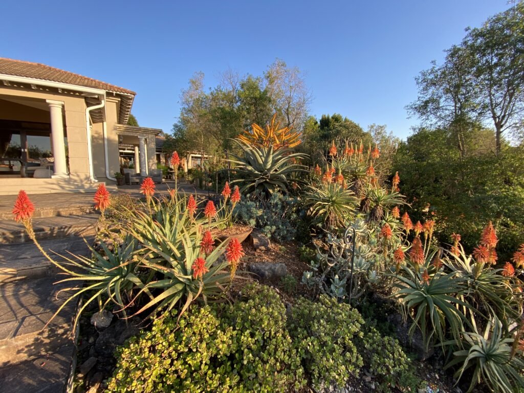 Aloe garden at Moxie Manor